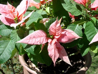Pinks up close.