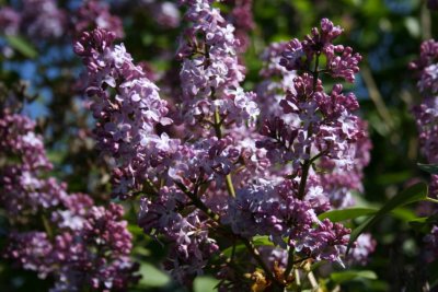 Lilac's just getting started
