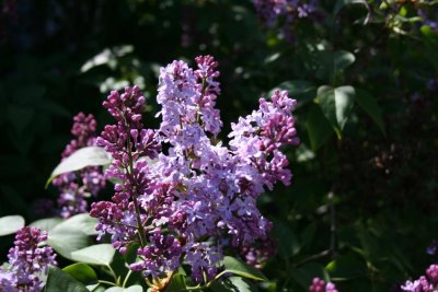 Lilac