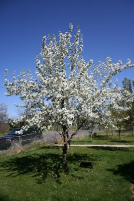 Crabapple