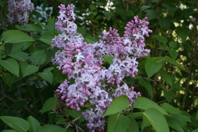 Early Lilac blooms