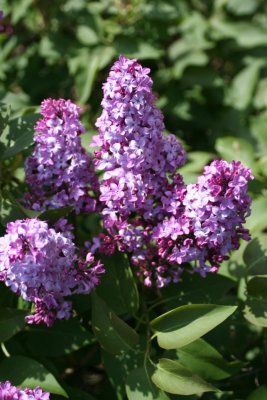 Lilac blooms different bush