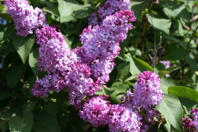 Magnificent Lilac blooms