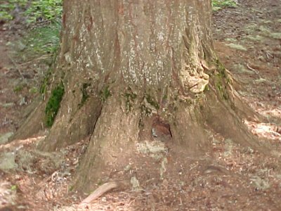 PITA's hole