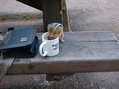 PITA in the coffee cup