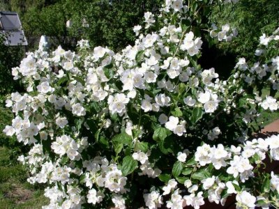 Mock Orange bush in bloom
