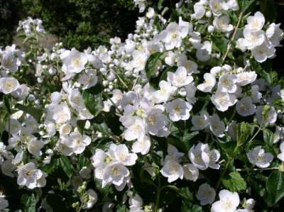 Mock Orange bush