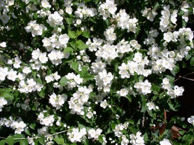 Mock Orange
