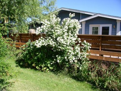 Mock Orange bush and deck