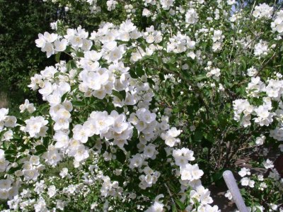 Mock Orange 2007
