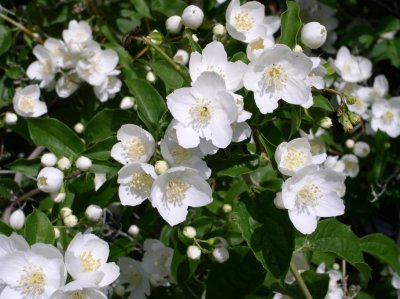 Mock Orange 2007