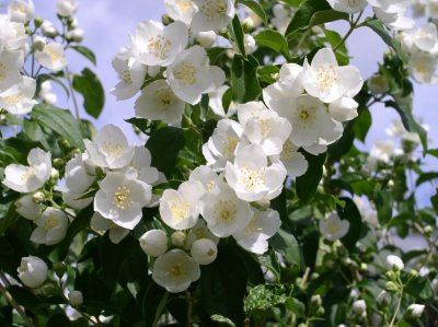 Mock Orange 2007