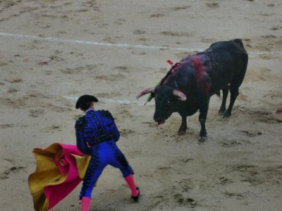 Madrid bull fight  (root for the bull)