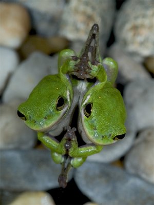 Frog on mirror