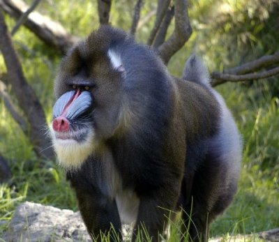 Baboon