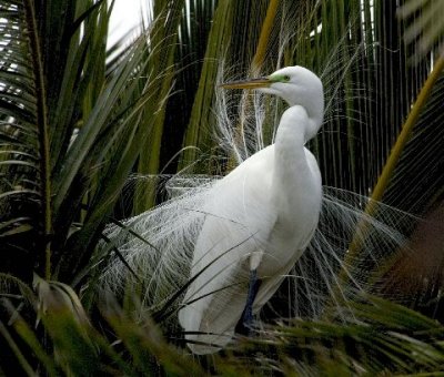 Egret