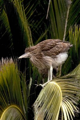 Heron chick