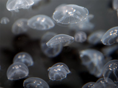 Jellies