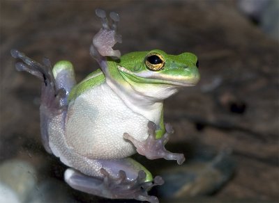 Frog on glass