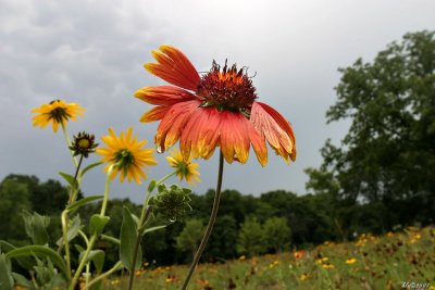 After the Storm