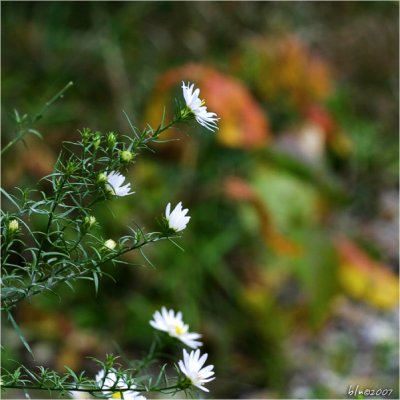 Autumn's Colorful Flowers