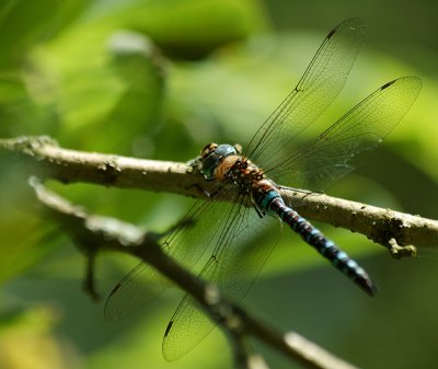 Blue Dragon