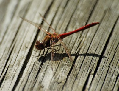 Red dragon