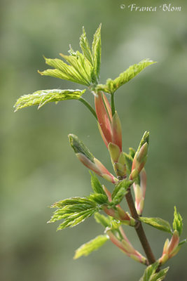 Acer pseudoplatanus - Gewone esdoorn
