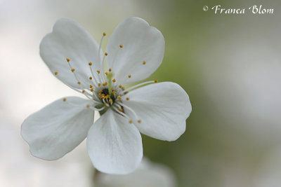 Prunus avium - Zoete kers