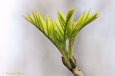 Fraxinus excelsior - Gewone es