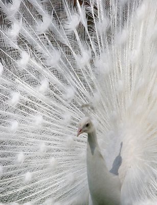 keukenhof albino peacock 2