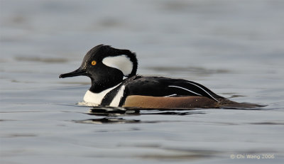 Male Hooded Merganser