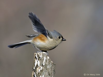 Tufted Titmouse