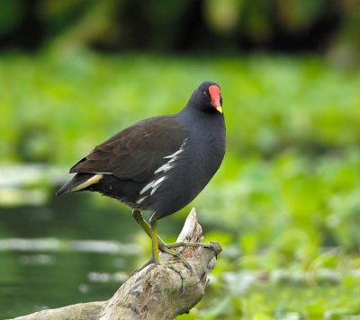 Common Moorhen