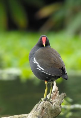 Common Moorhen