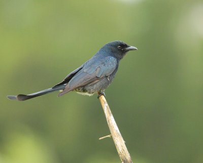 Black Drongo