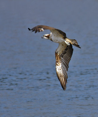 Osprey