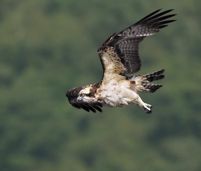 Osprey