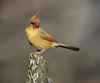 Northern Cardinal