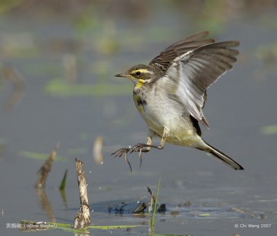 Yellow Wagtail