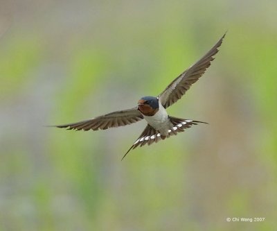 Swallow in pursuit