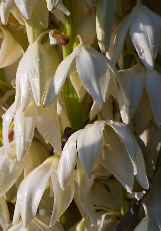 Yucca Blossoms 1