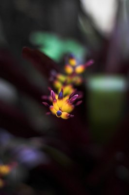 Flower Closeup 2
