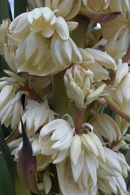 Yucca Blossoms 2