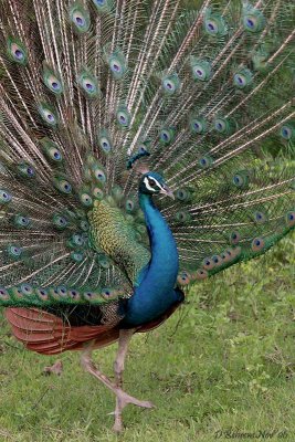 Peacock strutting.jpg