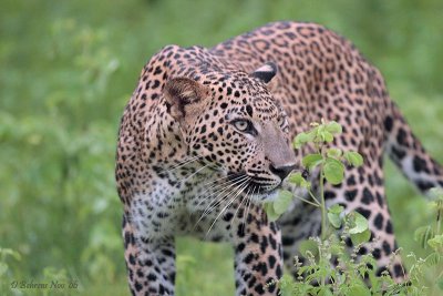 Leopard4.jpg