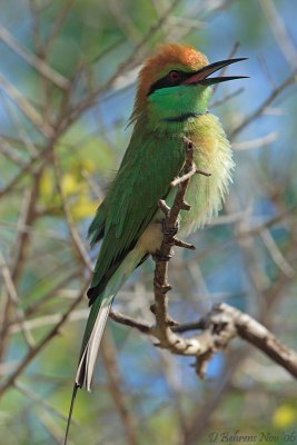 Green Bee-eater.jpg