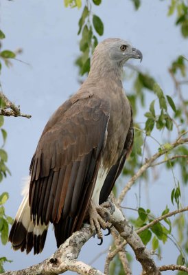 Grey Headed Fish Eagle.jpg