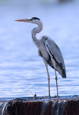 Grey Heron.jpg