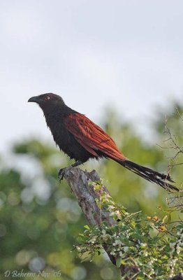 Greater Coucal.jpg